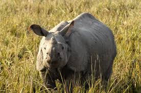 Pobitora Wildlife Sanctuary